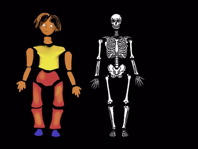 How to use Bone tool in Animate?