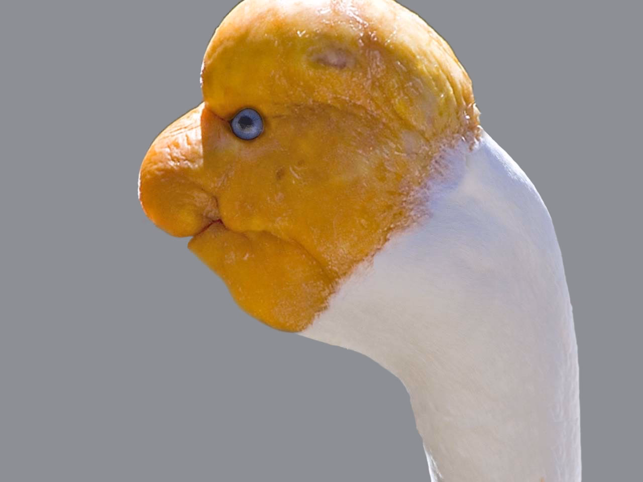 Are there any birds without beaks?