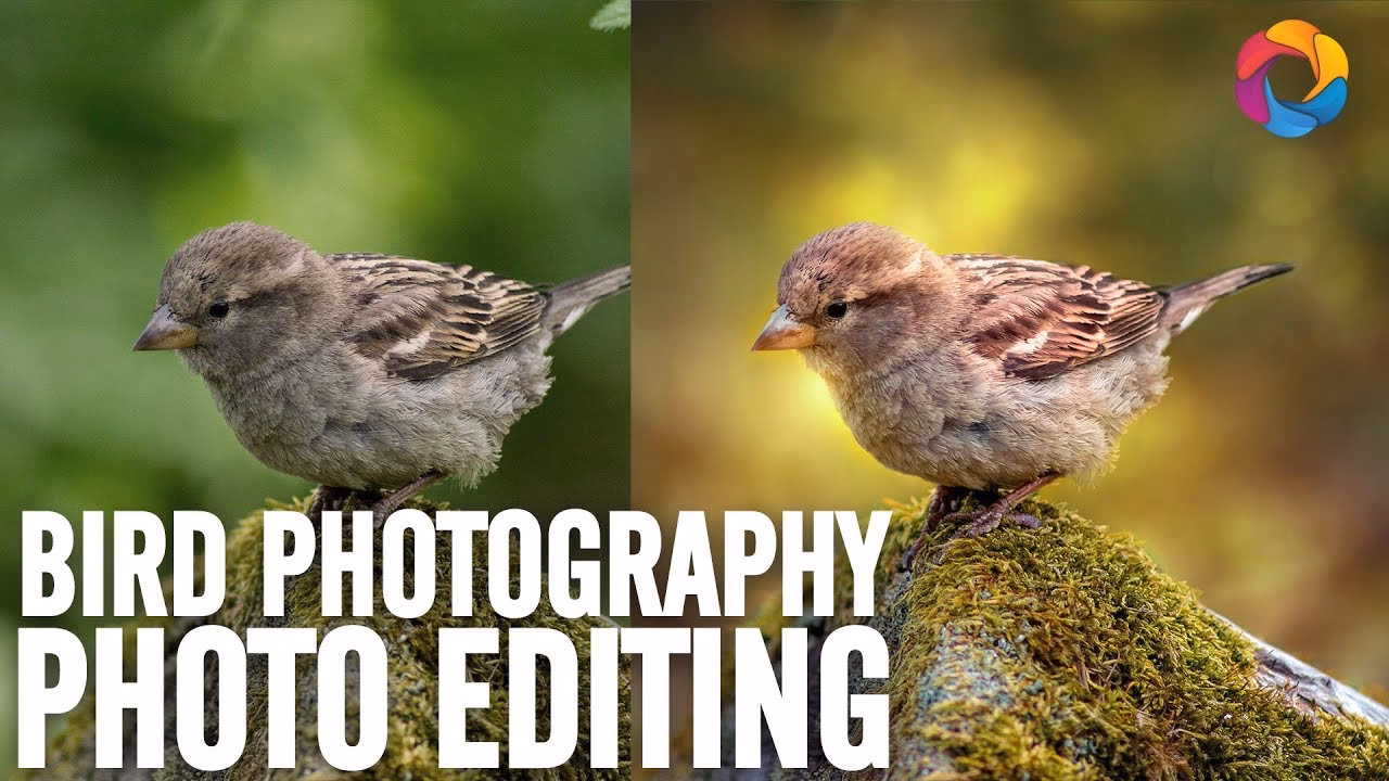 What is the best editing software for bird photography?