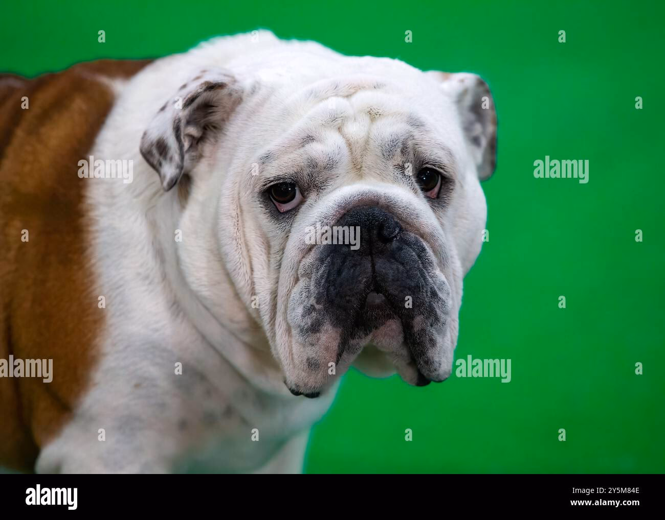 Can you put neosporin on bulldog wrinkles?