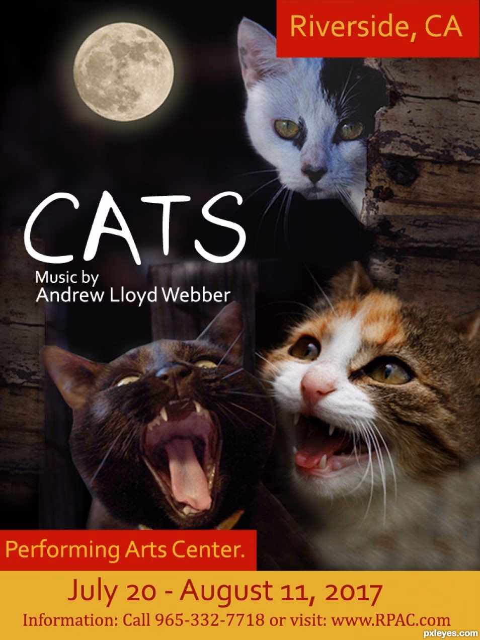 What is the deal with cats the musical?