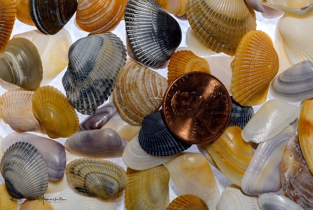 Where can I find cockles?