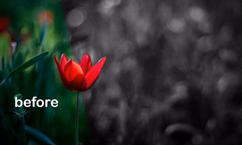 How to use color splash?