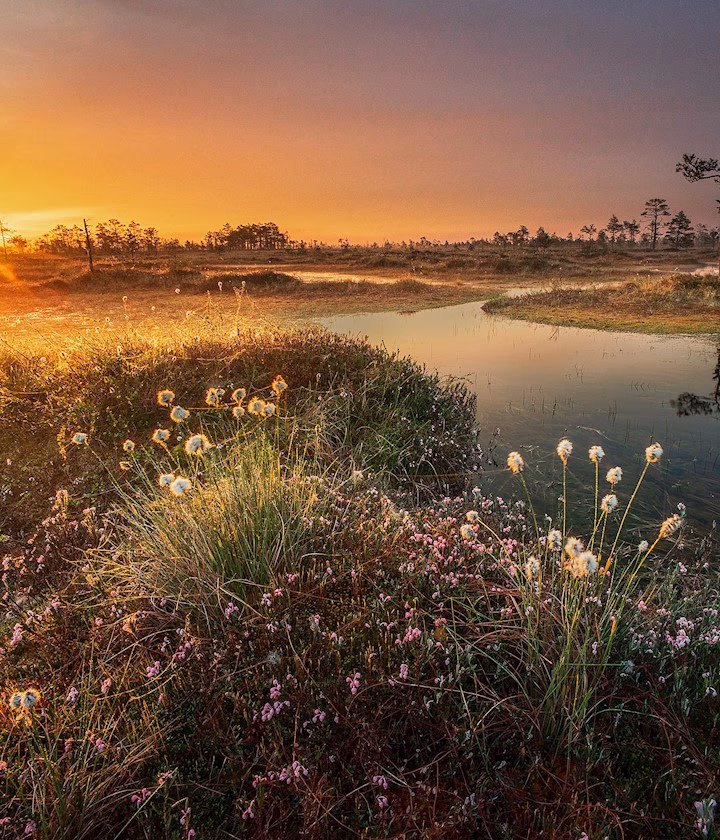 Hvordan kan man se, at det er et pressefoto?