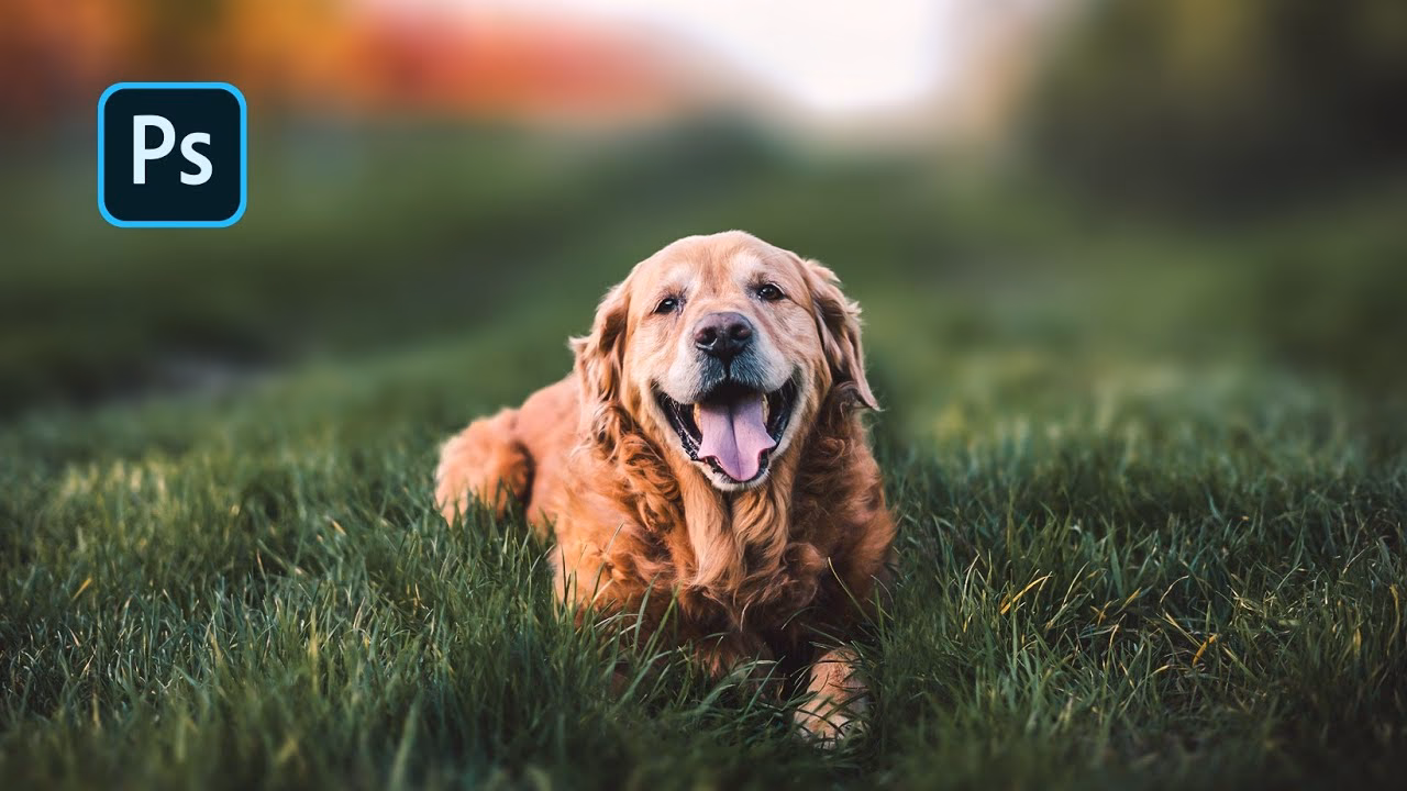 How much should I charge for a dog portrait?