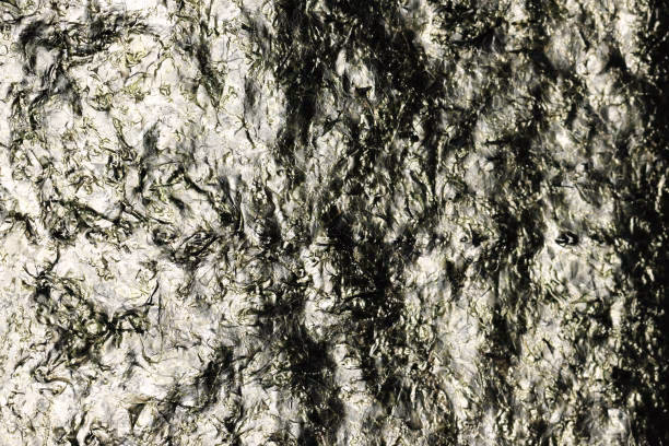 How do you dry seaweed for art?