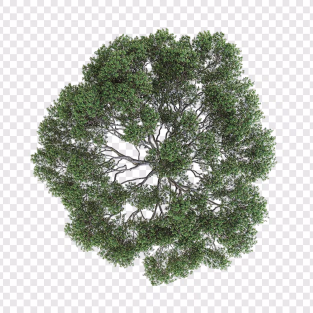 How to make a forest photo?