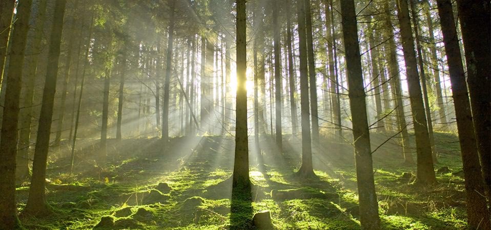 Wie fotografiere ich bei Gegenlicht?