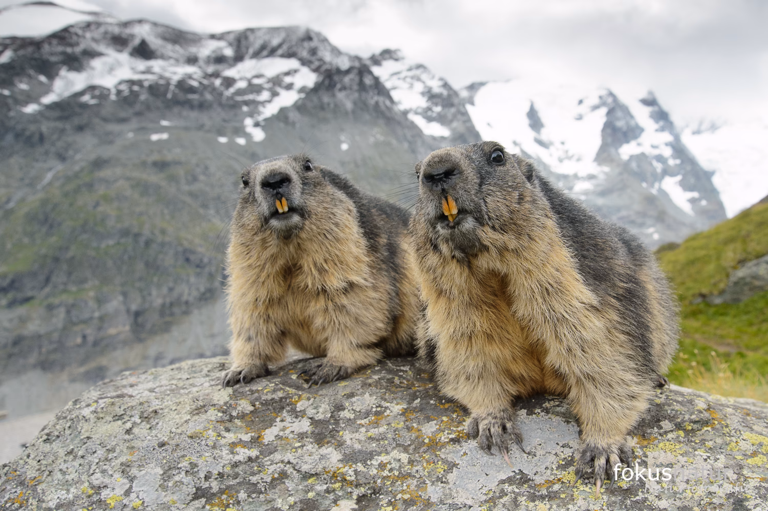 Wo finde ich Murmeltiere am Großglockner?