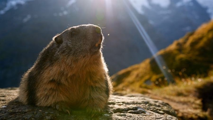Wo finde ich Murmeltiere am Großglockner?