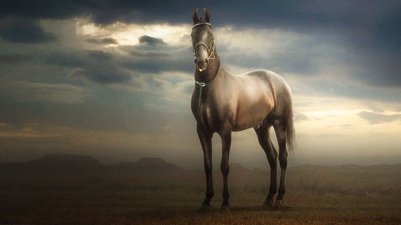 How do you pay for a horse?