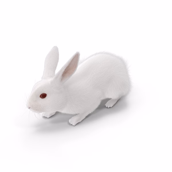 What is Adobe white Rabbit?